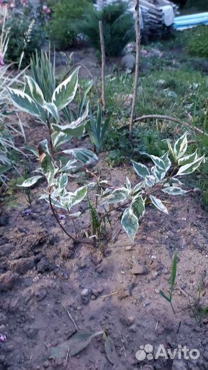 Дерен пестролистный Элигантиссима