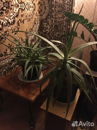 Алоэ лечебный