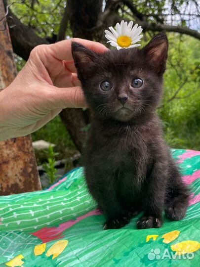 Милый уголёк