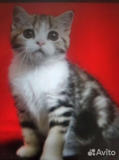 Британская