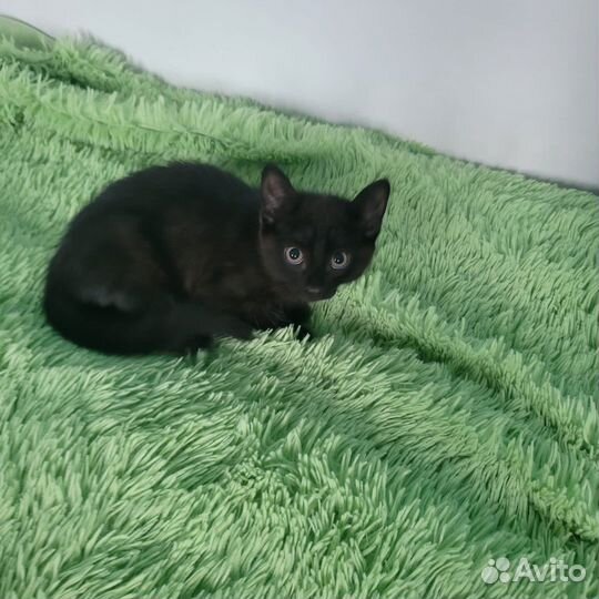 Котенок