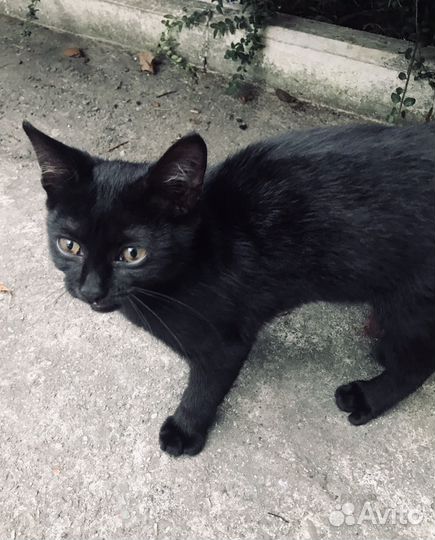 Ласковый котенок