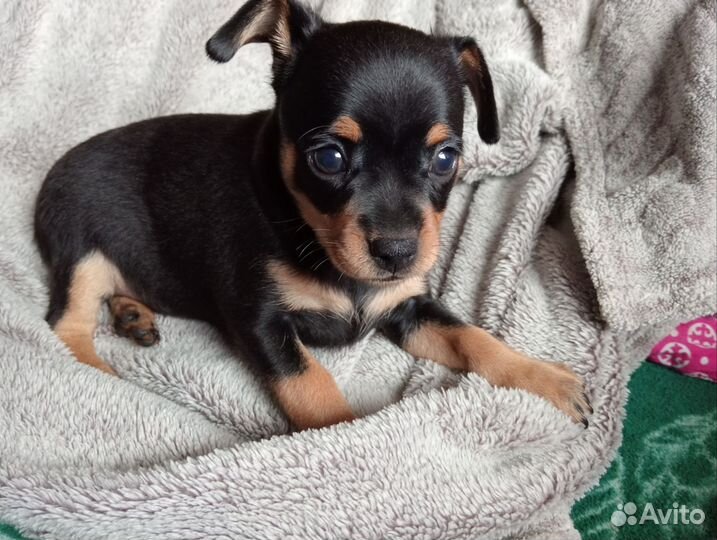 Той-терьер щенки