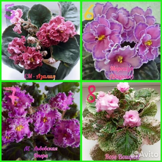 Сортовые фиалки