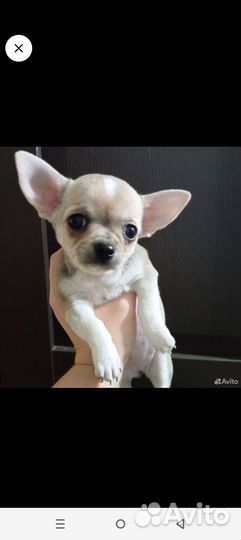 Щенки чихуахуа девочки