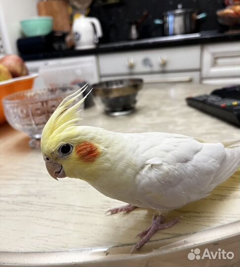 Корелла попугай