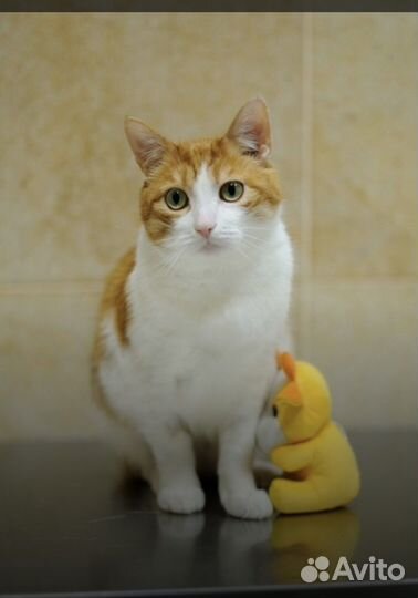 Кошки бесплатно