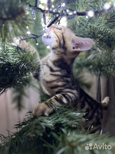 Бенгальская