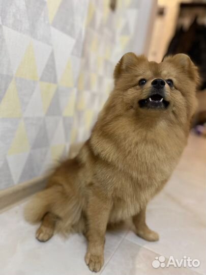 Немецкий шпиц вязка