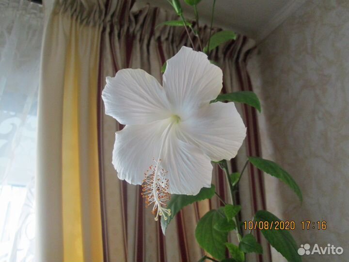 Комнатные гибискусы. 8 сортов
