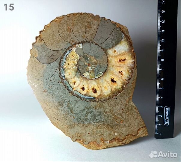 Палеонтология окаменелость Аммониты