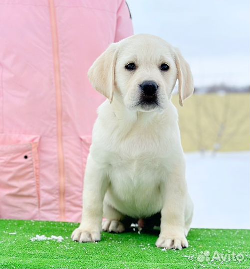 Палевые и белые девочки лабрадор