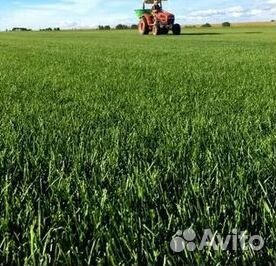 Рулонный газон