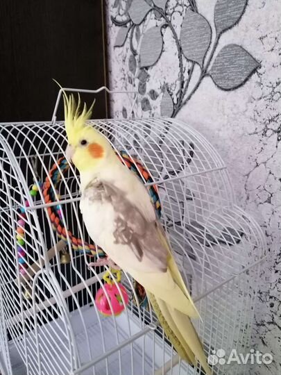 Попугай корелла с клеткой