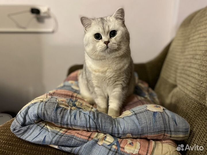 Британская