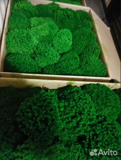 Стабилизированный мох производство опт розница
