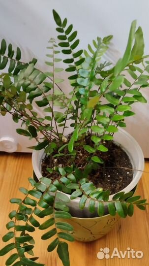 Папоротник