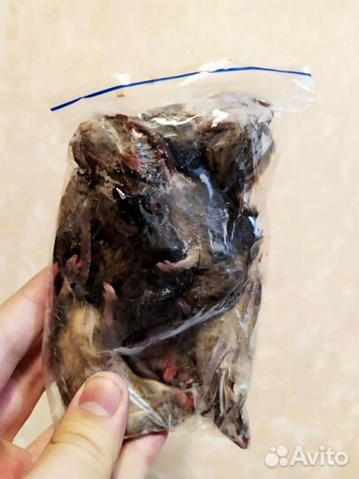 Кормовые мыши, крысы, цыплята, перепелки, кролики