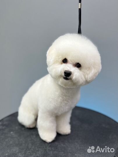 Стрижка собак