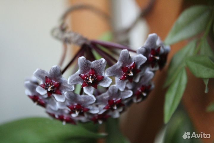Хойя Hoya parasitica, Obovata, wayetii, pubicalyx