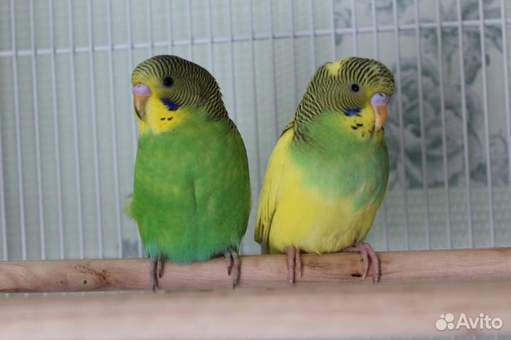 Волнистые птенцы 35дней в центре