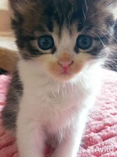 Отдам котенка в добрый руки