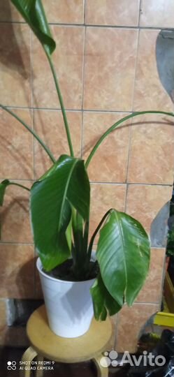 Стрелиция николая