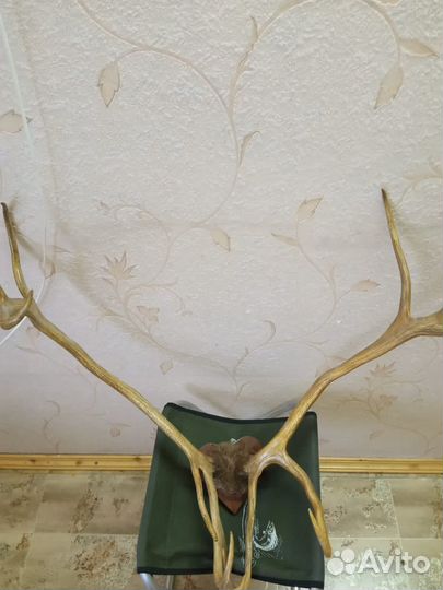 Рога оленя или лося