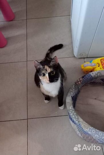 Цветная, молодая кошка в добрые руки