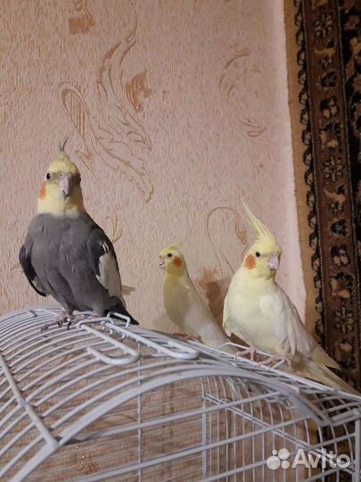 2 Кореллы-пара