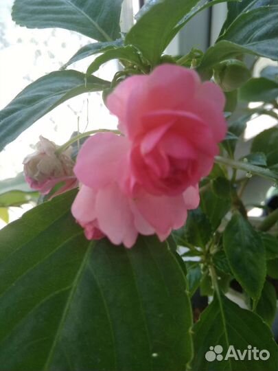 Бальзамин махровый