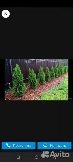 Мульча сосновая кора