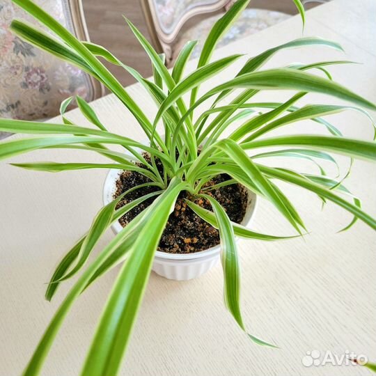 Хлорофитум