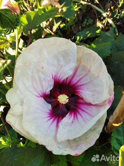 Семена травянистого гибискуса.саженцы