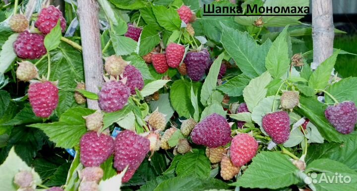 Саженцы Ежевика Малина Клубника