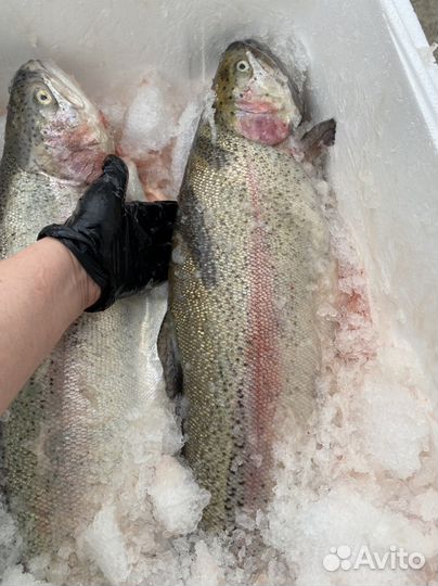 Свежая рыба форель из Карелии