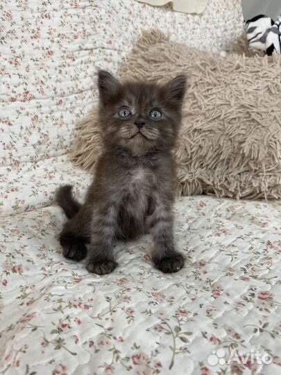 Котята, сиамские котята, черные котята