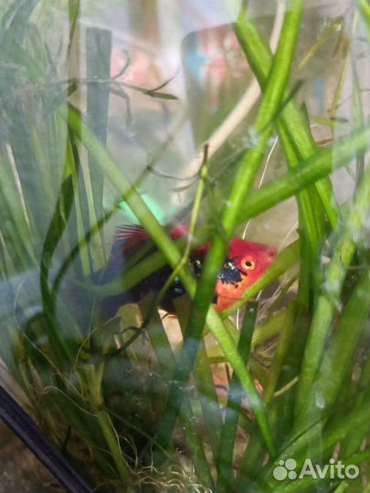 Аквариумные рыбки