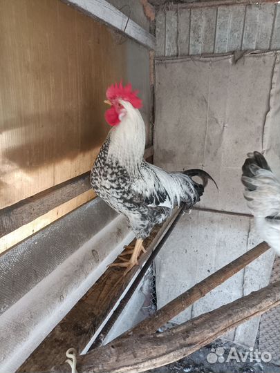 Молодые петухи