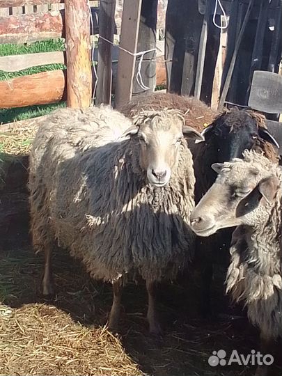 Продаются овцы бараны на мясо