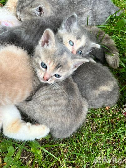 Котята в добрые руки бесплатно