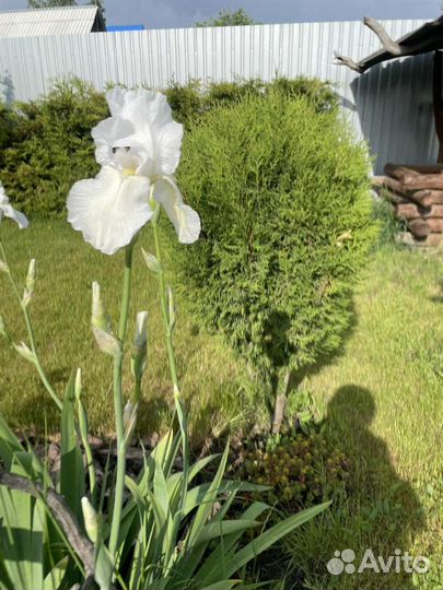 Ирис сортовые
