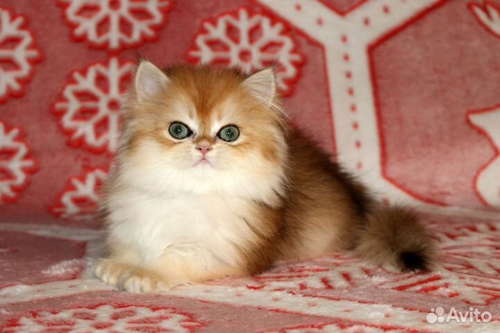 Девочка длинношерстная британская золотая шиншила