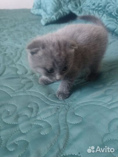 Отдам бесплатно в хорошие руки