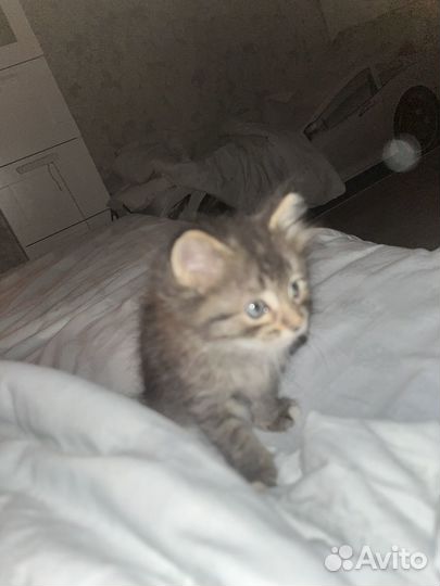 Котенок мальчик бесплатно