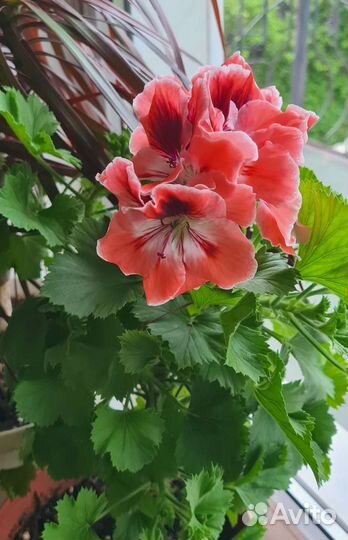 Герань пеларгония королевская