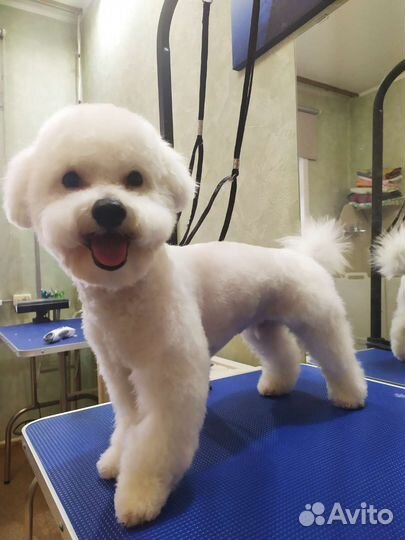 Стрижка собак / грумер / груминг