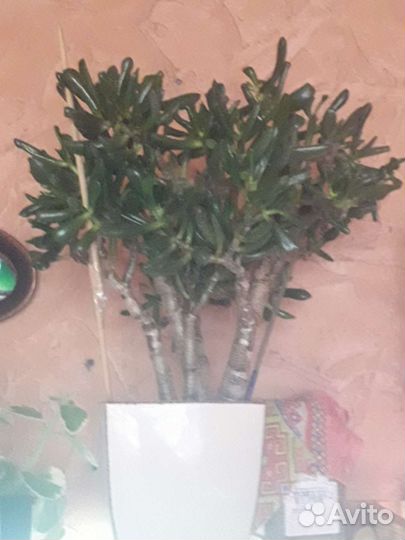 Крассула Хоббит