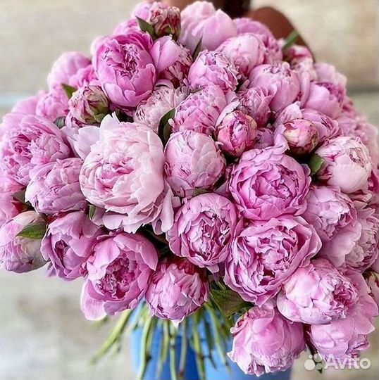 Пионы Розы Доставка