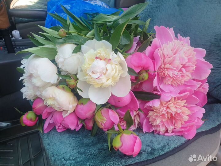 Пионы букет